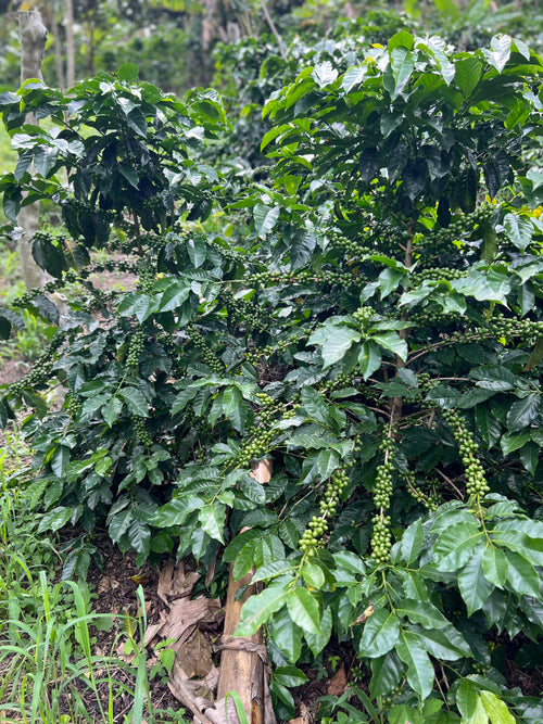 Café de Especialidad Tostado - Variedad Colombia-Cogollo Morado