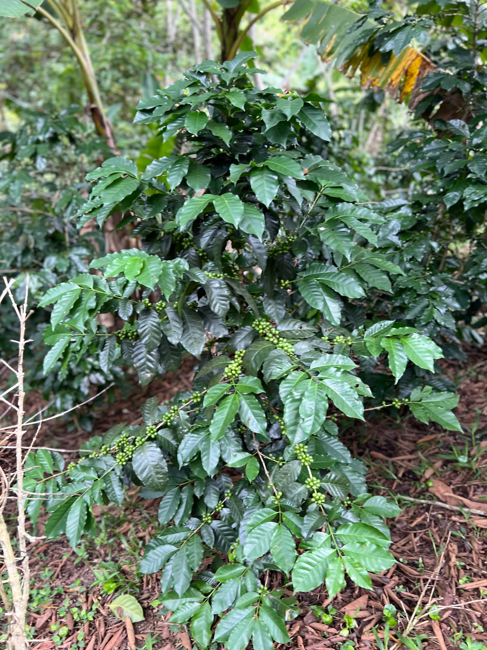 Café de Especialidad Tostado - Variedad Costa Rica
