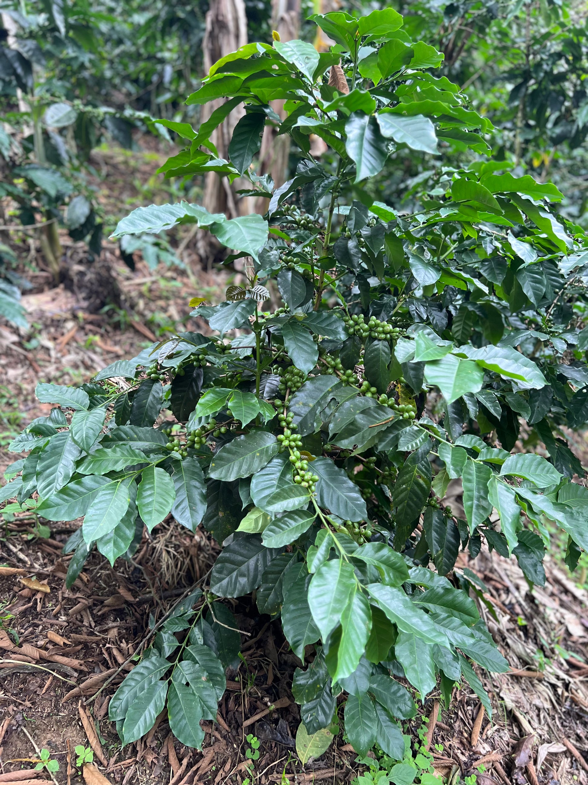 Café de Especialidad Tostado - Variedad Costa Rica