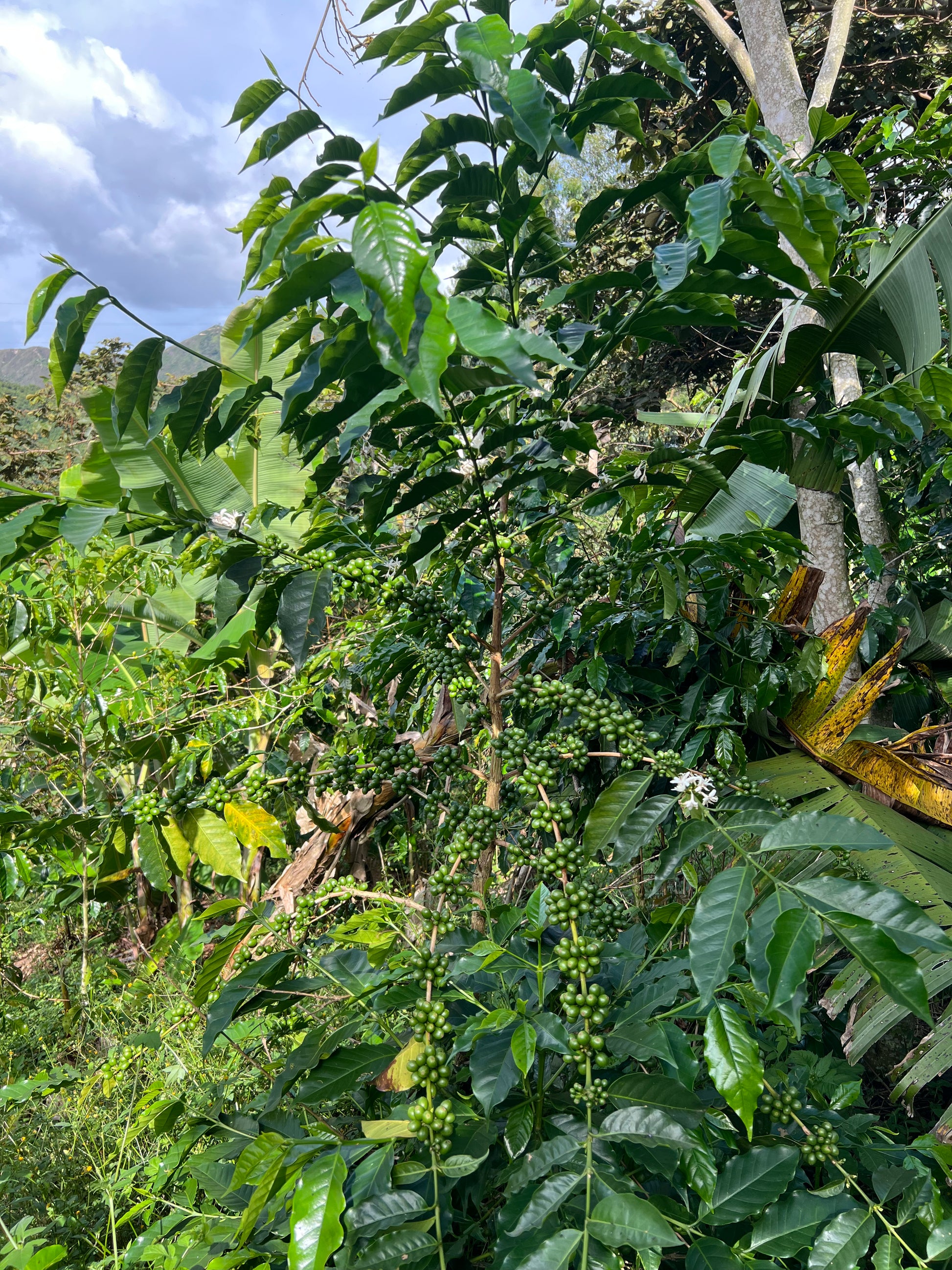 Café de Especialidad Tostado - Variedad Geisha