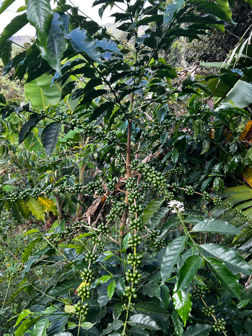 Café de Especialidad Tostado - Variedad Geisha