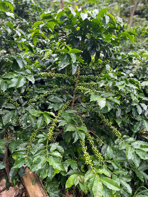 Café de Especialidad Tostado - Variedad Colombia-Cogollo Morado